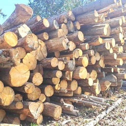 Ocolul Silvic Doftana oferă lemn de foc spre vânzare