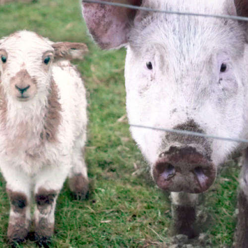 Situația Pestei Porcine Africane și a Pestei Micilor Rumegătoare în județul Giurgiu