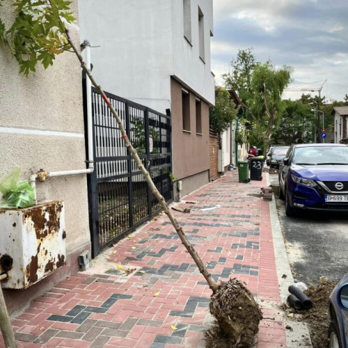 Primăria Sectorului 3 continuă programul de reîmpădurire urbană