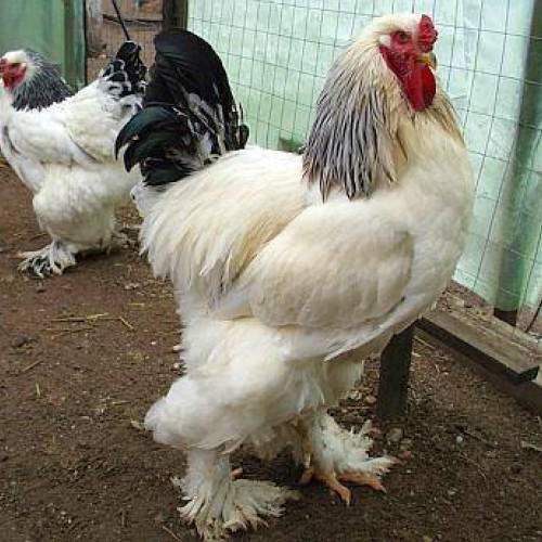 Expoziție internațională dedicată păsărilor de rasă, la Făgăraș în noiembrie 2024