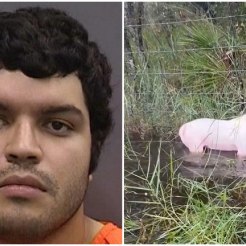 Un bărbat acuzat de cruzime împotriva animalelor după ce și-a abandonat câinele în timpul uraganului Milton