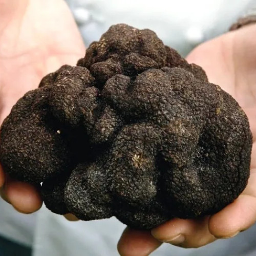 Războiul trufelor din Dumitrești: conflicte și venituri fabuloase