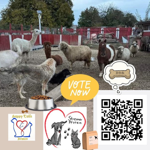 Happy Tails Brașov solicită voturi pentru sprijinul animalelor