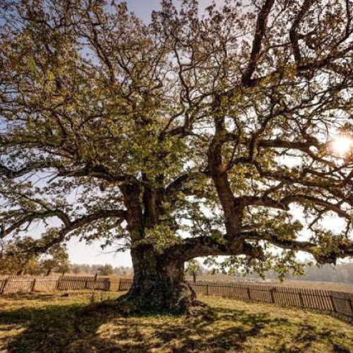 Festivalul Ziua Stejarului - Editia a 7-a la Mercheasa