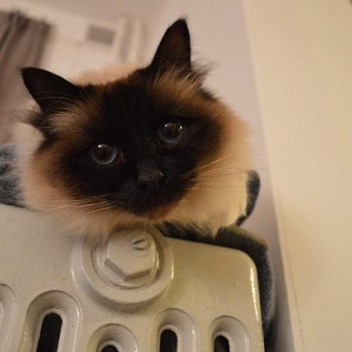 Probele la cald pentru consumatorii din București, începute de CMTEB