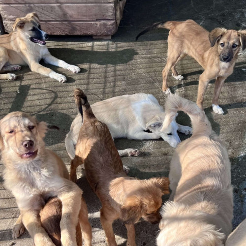 Câinii din adăpostul public Botoșani pot câștiga hrană prin vot online