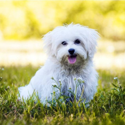 Furt de câine în Gheboaia: Poliția restituie bichonul proprietarului