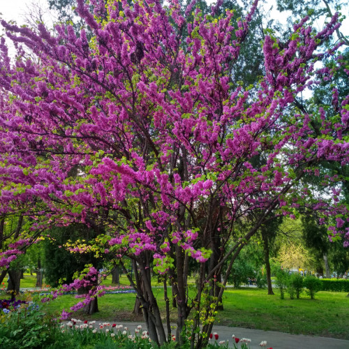 Strada Domnească se transformă datorită plantării de arbori și arbuști