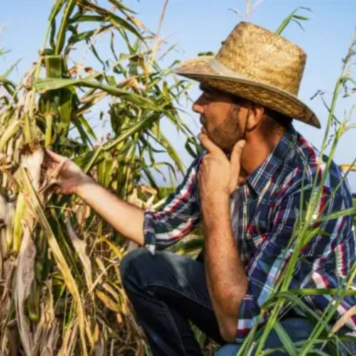 Anunț pentru fermierii din Dâmbovița privind despăgubirile pentru secetă