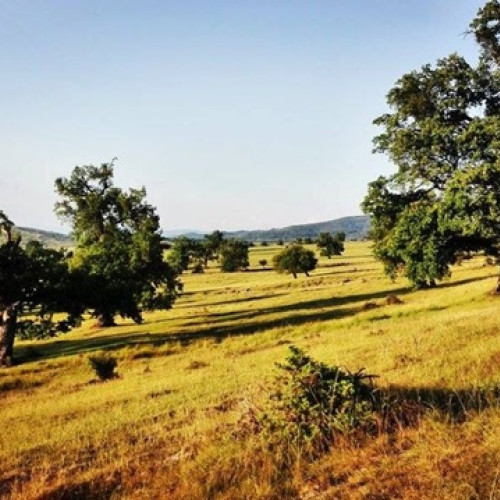 Asociatia Carpaterra lansează a 7-a ediție a Festivalului "Ziua Stejarului" în Mercheasa