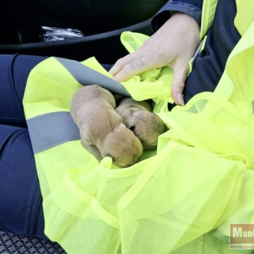 Poliția din Botoșani găsește doi cățeluși abandonați într-o misiune de patrulare