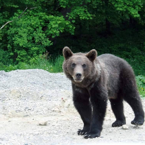 Un bărbat atacat de un urs în Bistrița-Năsăud