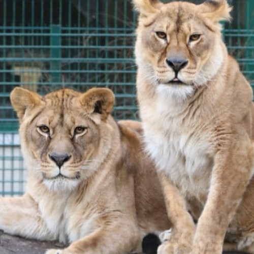 Două leoaice din Ucraina au găsit un cămin la o grădină zoologică din Scoția