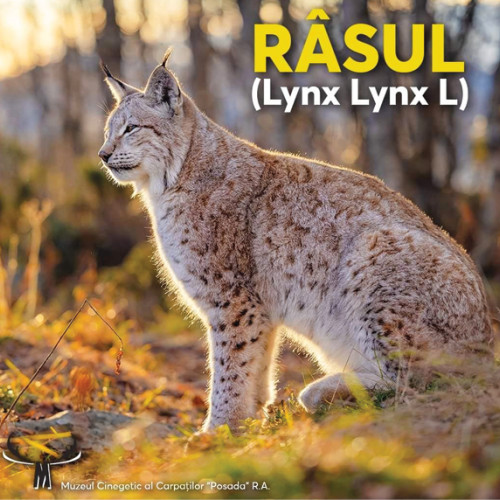 Rasul, felina misteriosa a padurilor, expus la Muzeul Cinegetic Posada