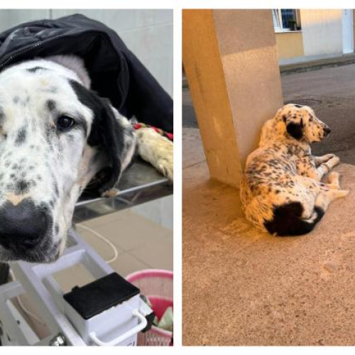 Blondy, o cățelușă abandonată din Cluj-Napoca, salvată după o perioadă dificilă