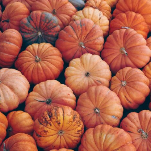 Marea dovleceală din Parcul Kiseleff, un festival plin de arome și tradiții