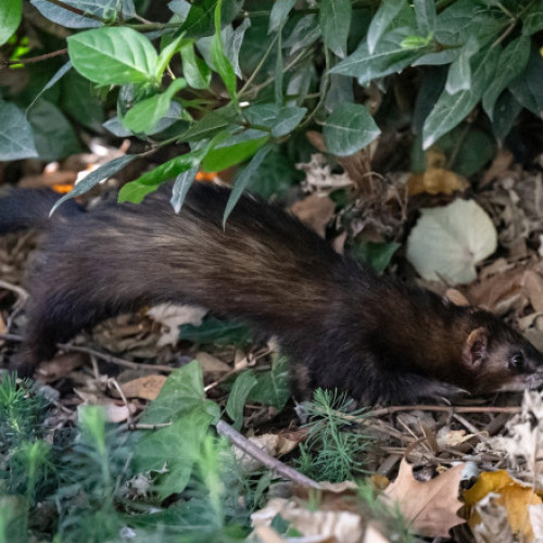 Marsilia utilizează dihori pentru a combate invazia sobolanilor