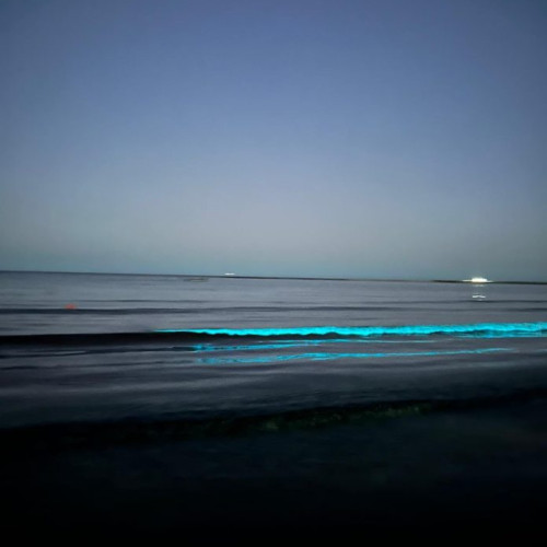 Fenomenul bioluminiscenței la Constanța