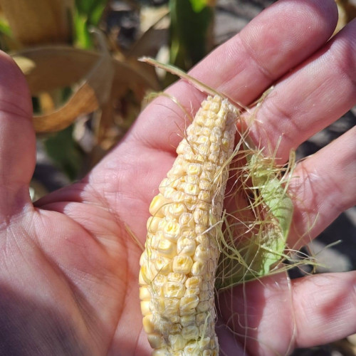 Anunț important pentru fermierii din Dâmbovița privind despăgubirile pentru secetă