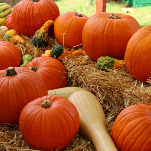 Festivalul Dovleacului la lacul Noua din Brașov
