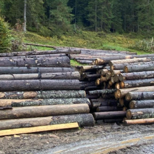 Hoții de lemne, în atenția poliției clujene