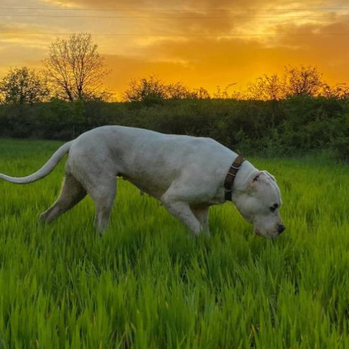 Operatiunea JUPITER: șapte persoane reținute și cinci câini agresivi descoperiți în Cluj