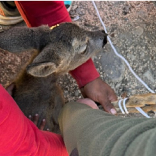 Pui de căprior salvat de către polițiști în Târgu Lăpuș