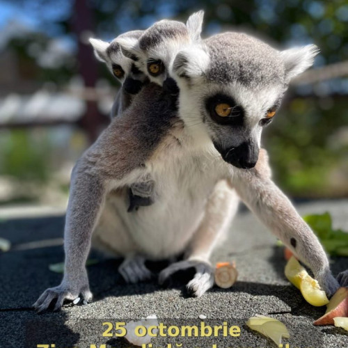 Ziua Mondială a Lemurilor, sărbătorită la Grădina Zoologică Brașov