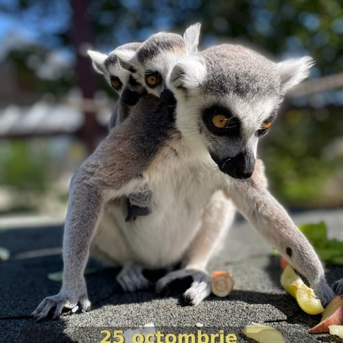 Ziua Mondială a Lemurilor sărbătorită la Grădina Zoologică Brașov
