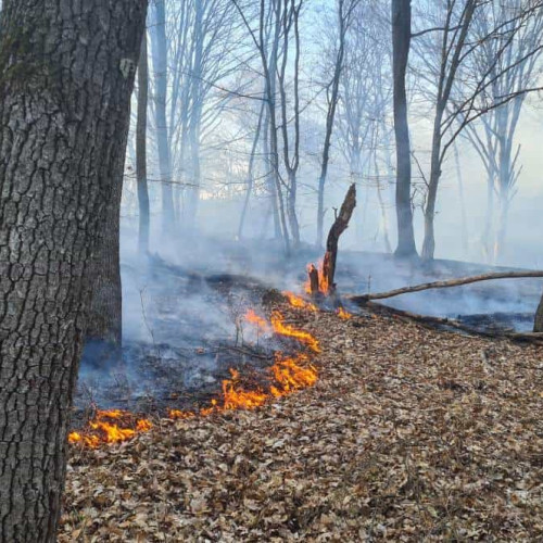 Incendiu de vegetație în Ocoale, intervenție a pompierilor și voluntarilor