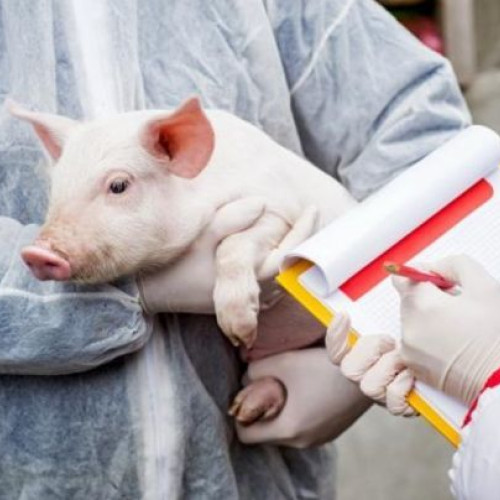 Răspândirea focarelor de pestă porcină africană a fost oprită în Botoșani