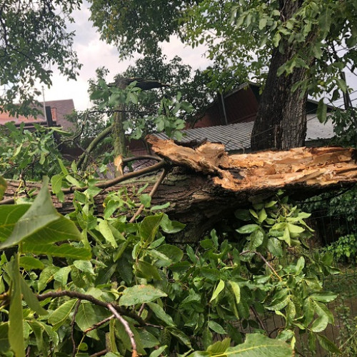 Bărbat strivit de un copac în parc, lângă statuia lui Ștefan cel Mare