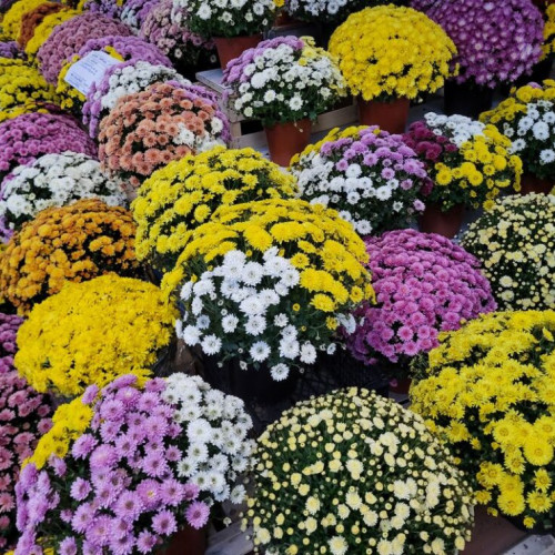 Crizantema: Floarea cu o Istorie de Peste 3000 de Ani