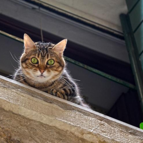 Pompierii clujeni salvează o pisică blocată într-un geam