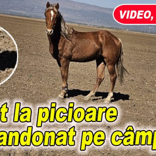 Soarta unui cal abandonat din Ulmeni mobilizează autoritățile