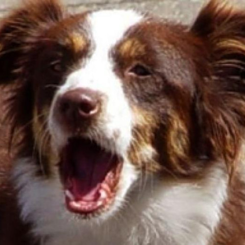 Locuitorii de pe strada Eftimie Murgu din Cluj-Napoca se plâng de un câine agresiv