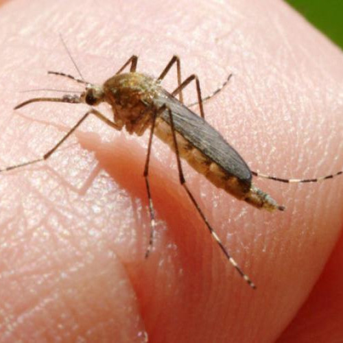 Crește numărul cazurilor de infecție cu virusul West Nile în România