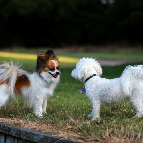 Festival de câini Woofstock la Cluj în acest weekend