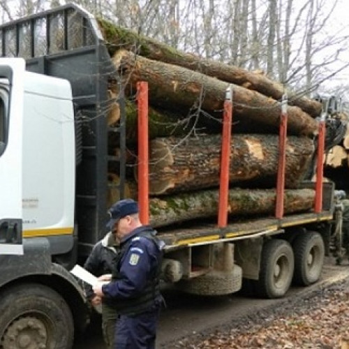 Acțiune a poliției din Satu Mare pentru combaterea activităților ilegale în domeniul lemnului