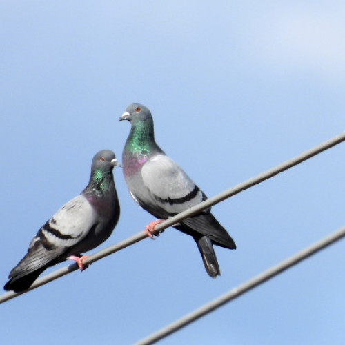 Porumbeii din Limburg, salvați temporar de la ucidere