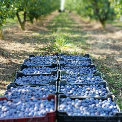 Pomicultorii din Bistrița discută despre provocările culturii prunului