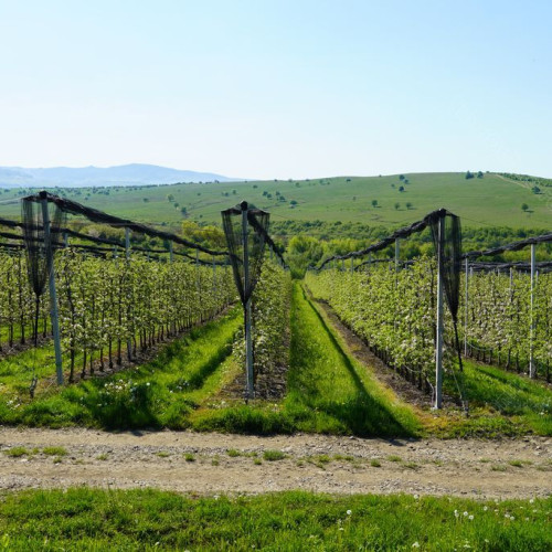 8 proiecte eligibile pentru finanțare în domeniul agriculturii în Bistrița-Năsăud