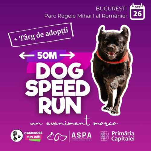 Concurs de alergare pentru câini în Parcul Regele Mihai I din București