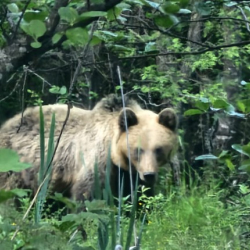 Alertă de urgență în Grosi: trei urși au fost observați pe drum
