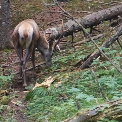 Doi paznici de vânătoare, implicați în activități ilegale, reținuți de Parchetul din Beclean