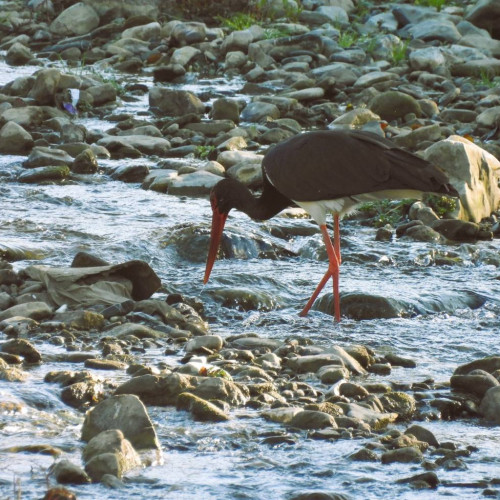 O barză neagră rară a fost observată în Parcul Natural Bucegi