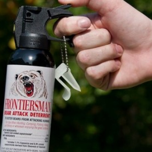 Primăria Brașov a relocat 30 de urși în ultimii trei ani