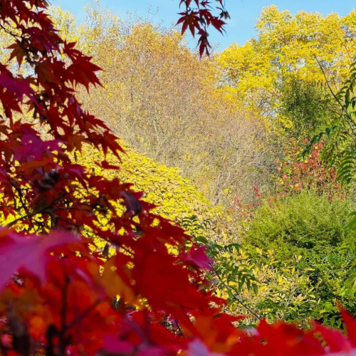 Toamna plină de culori vibrante în Parcul Dendrologic "Dr. Ioan Vlad" din Alba Iulia
