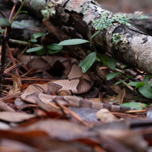 Femeie dispărută în Australia, găsită în viață după șase zile