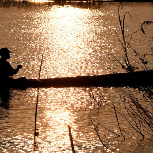 Descoperirea crapului uriaș din Mekong în Cambodgia